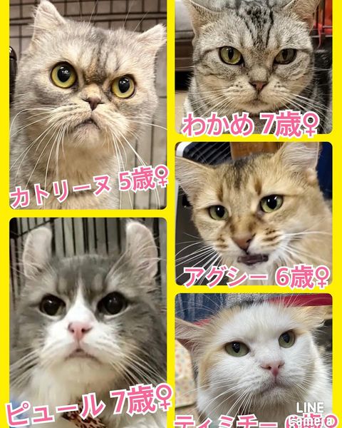 🐾今日の里親様募集中ニャンコ🐱メンバーです🐾2022,10,30【保護犬カフェ天神橋店】